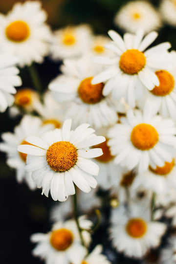 Chamomile - Essential Diffuser Oils